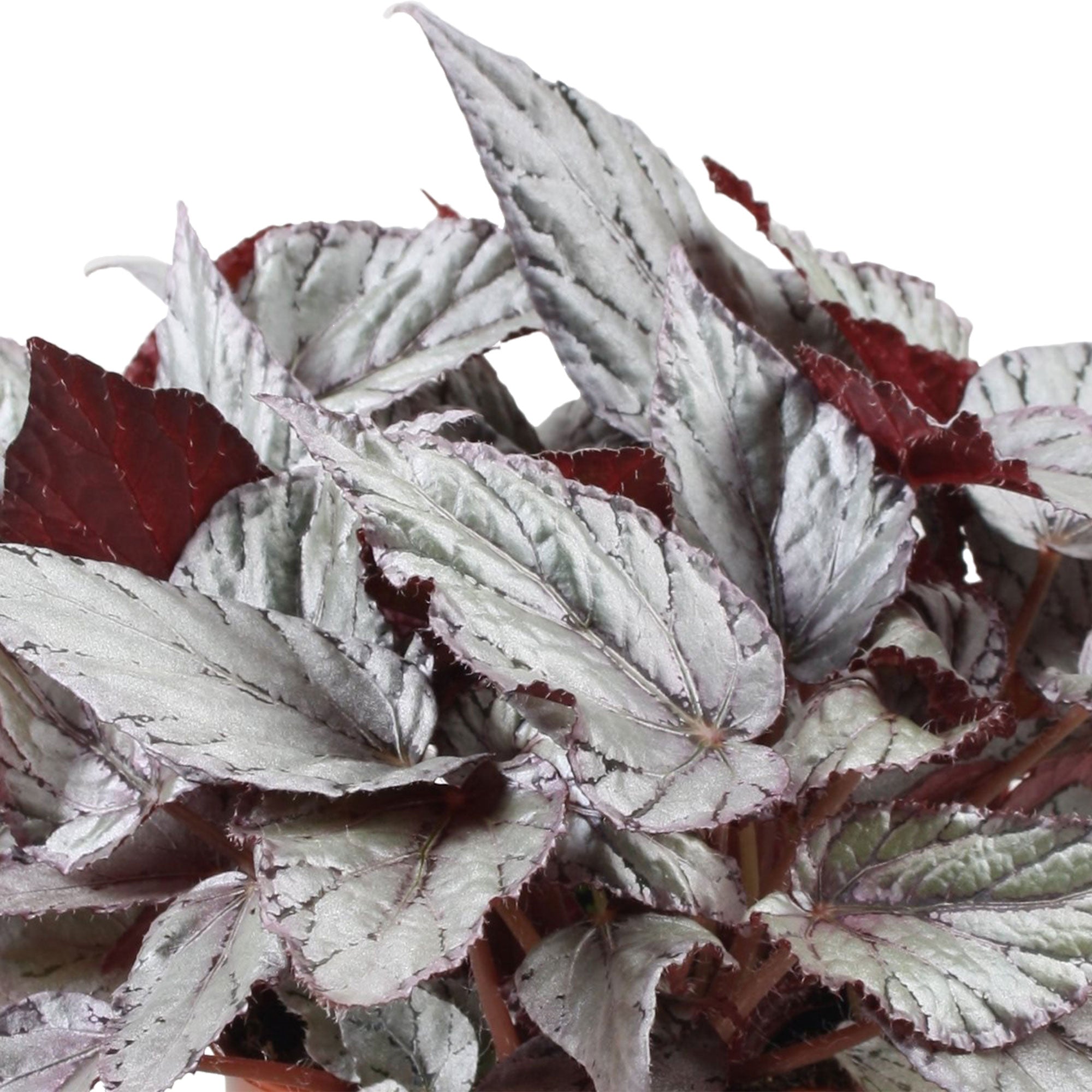 Buy house plants now Painted-leaf Begonia 'Arctic Breeze' 