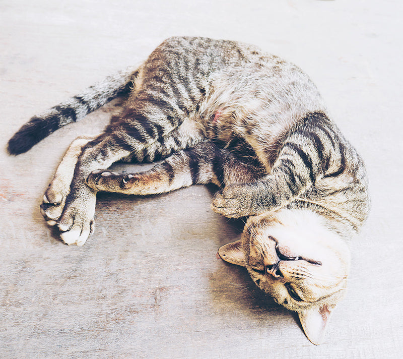 cat sleeping in Acrobat position