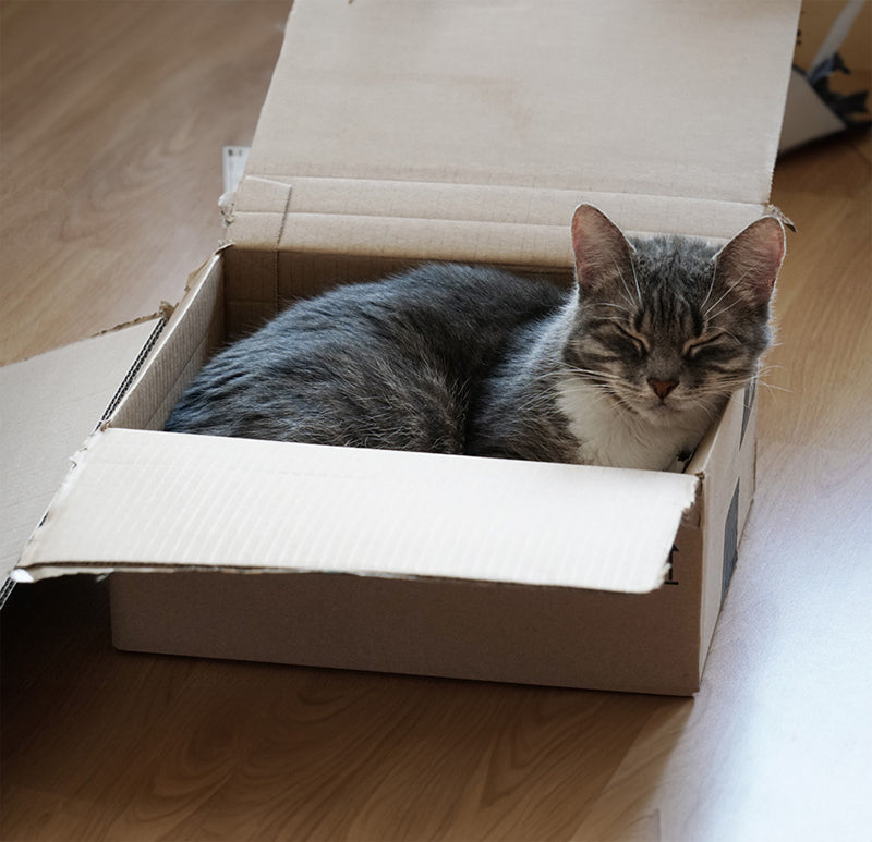 cat sleeping in a box