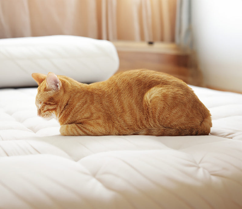 cat sleeping like a loaf of bread.