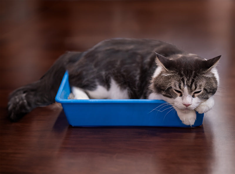 Cat sleeping near litter boxes