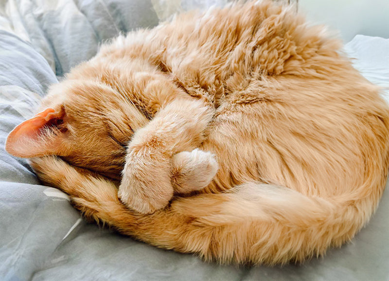 cat sleeping with paws across her face