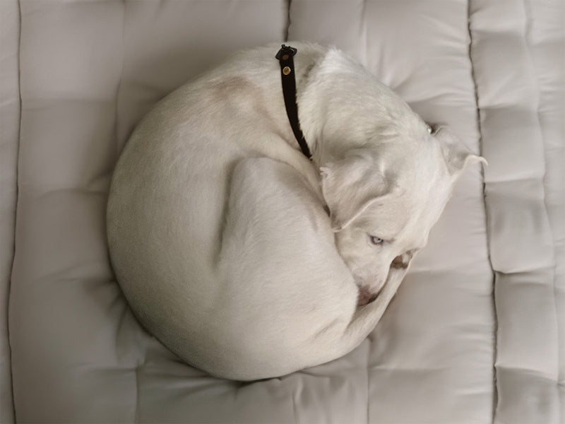 dog sleeps curled up in donut position