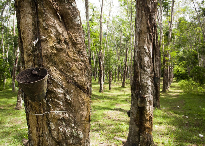 Rubber tree, Definition & Facts