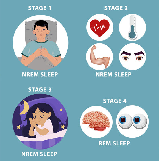 an infographic chart showing stages of sleep.
