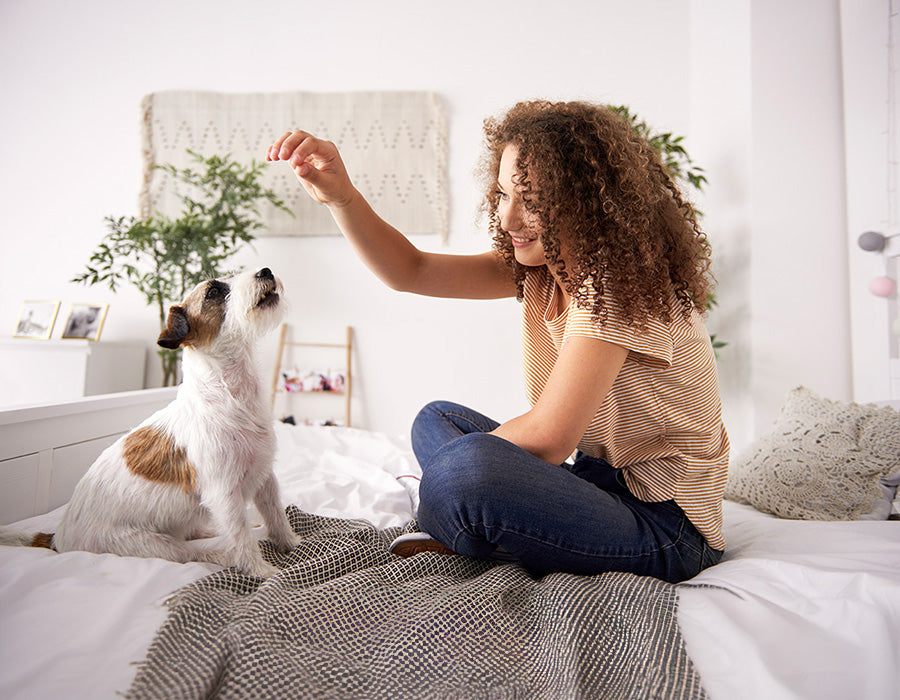 Best mattress topper for pet owners