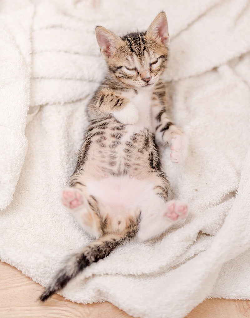 cat sleeping in belly-up position