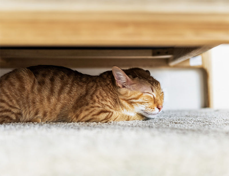 cat sleeping in some hidden away corner