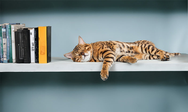 cat sleeping on a shelf