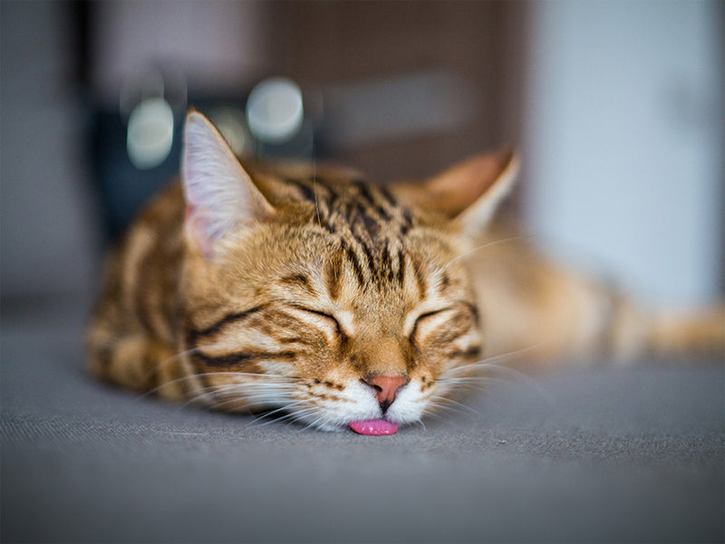 cat sleeping with tongue out