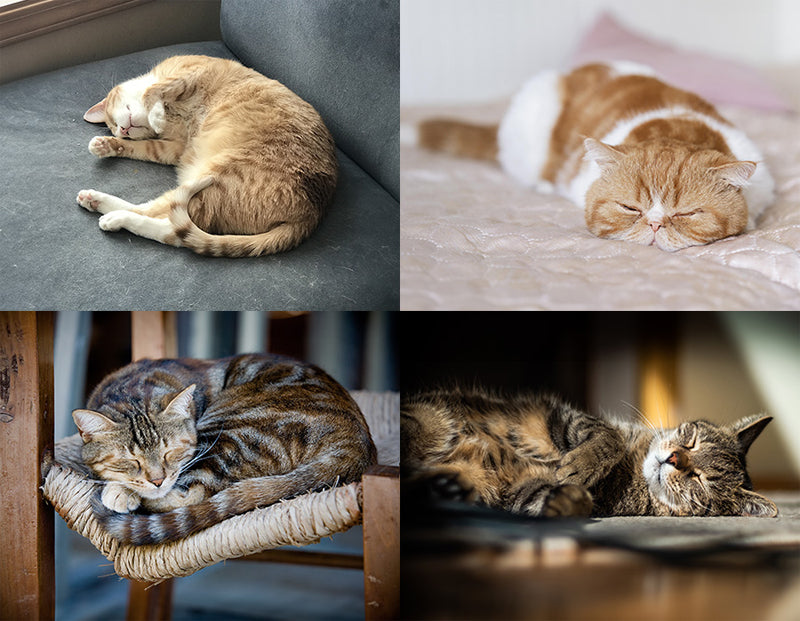 chart of all cat  sleeping positions