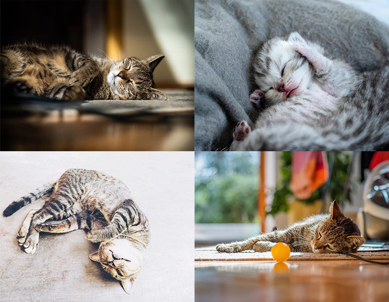chart of all sick cat sleeping positions