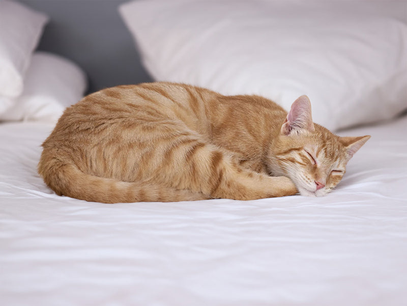 curled-up cat