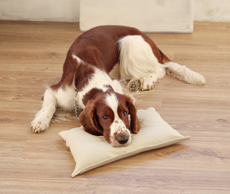 Image of dog sleeping - his head resting on a pillow