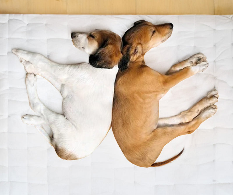 image of dog sleeping back to back with another pet or human