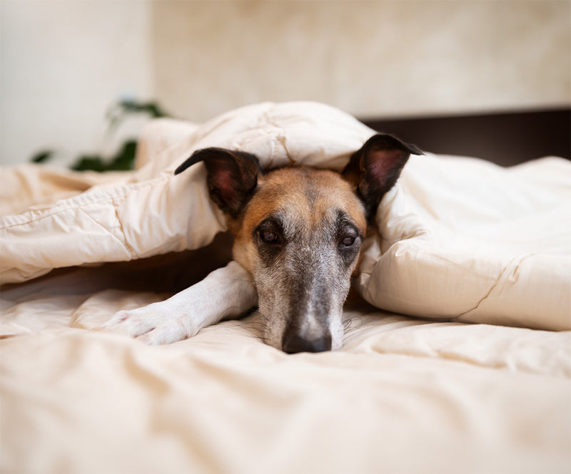image of dog sleeping in blankets