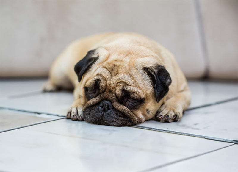 image of a dog sleeping on tiles