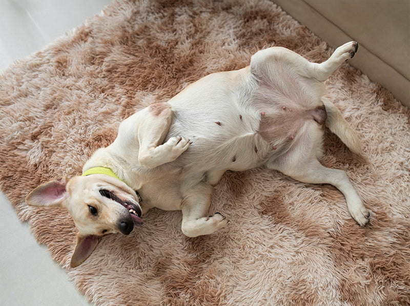 Image of dog sleeping with legs in the air.