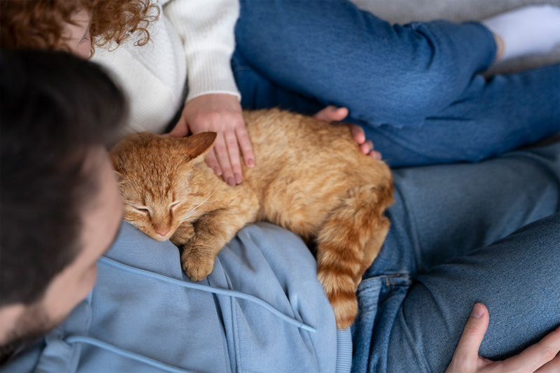 image of cat sleeping on a human