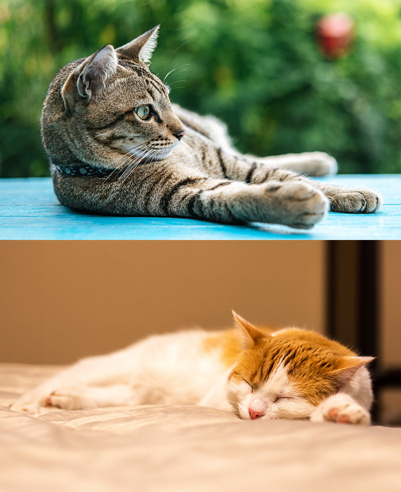 resting cat vs sleeping cat