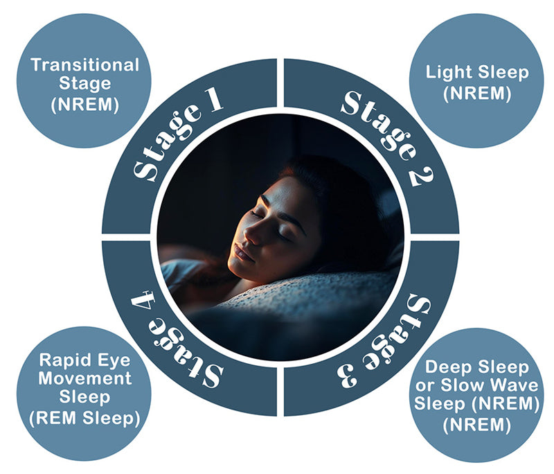 stages of sleep