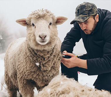 Natural wool being obtained from sheep