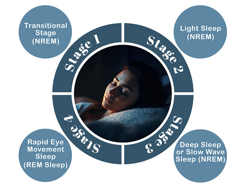 understanding sleep stages