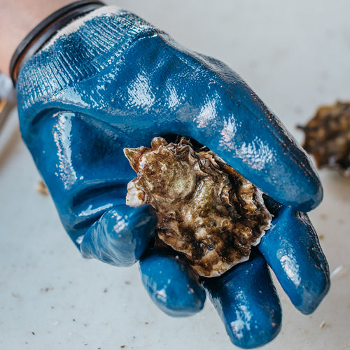 Beginner's Oyster Shucking Kit from Hog Island Oyster Co. — The