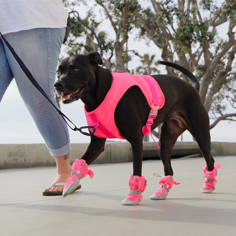 Dog wearing pink Cooling Harness and pink Hot Pavement Boots on a walk. 