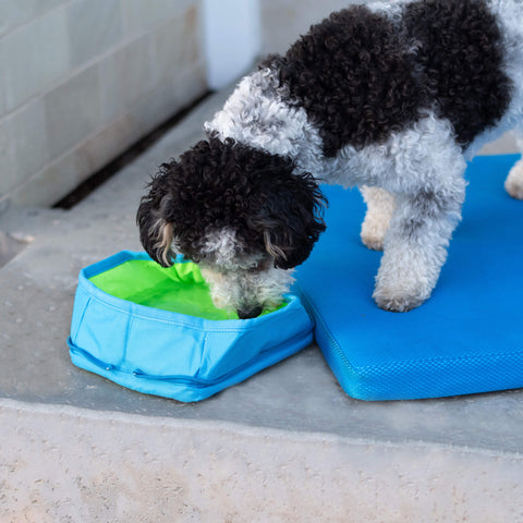 Dog drinking out of Chill Seeker Freeze & Go Bowl
