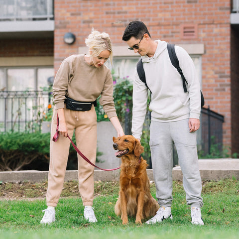 Two humans wearing the Dog Walking Belt and a Golden Retriever in the Utility Collar + Leash in plum. 