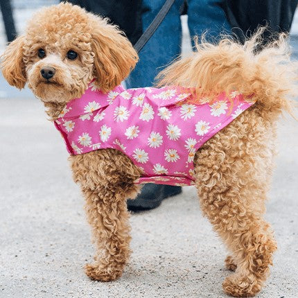 Small Poodle Dog in Daisy Pick Me Poncho