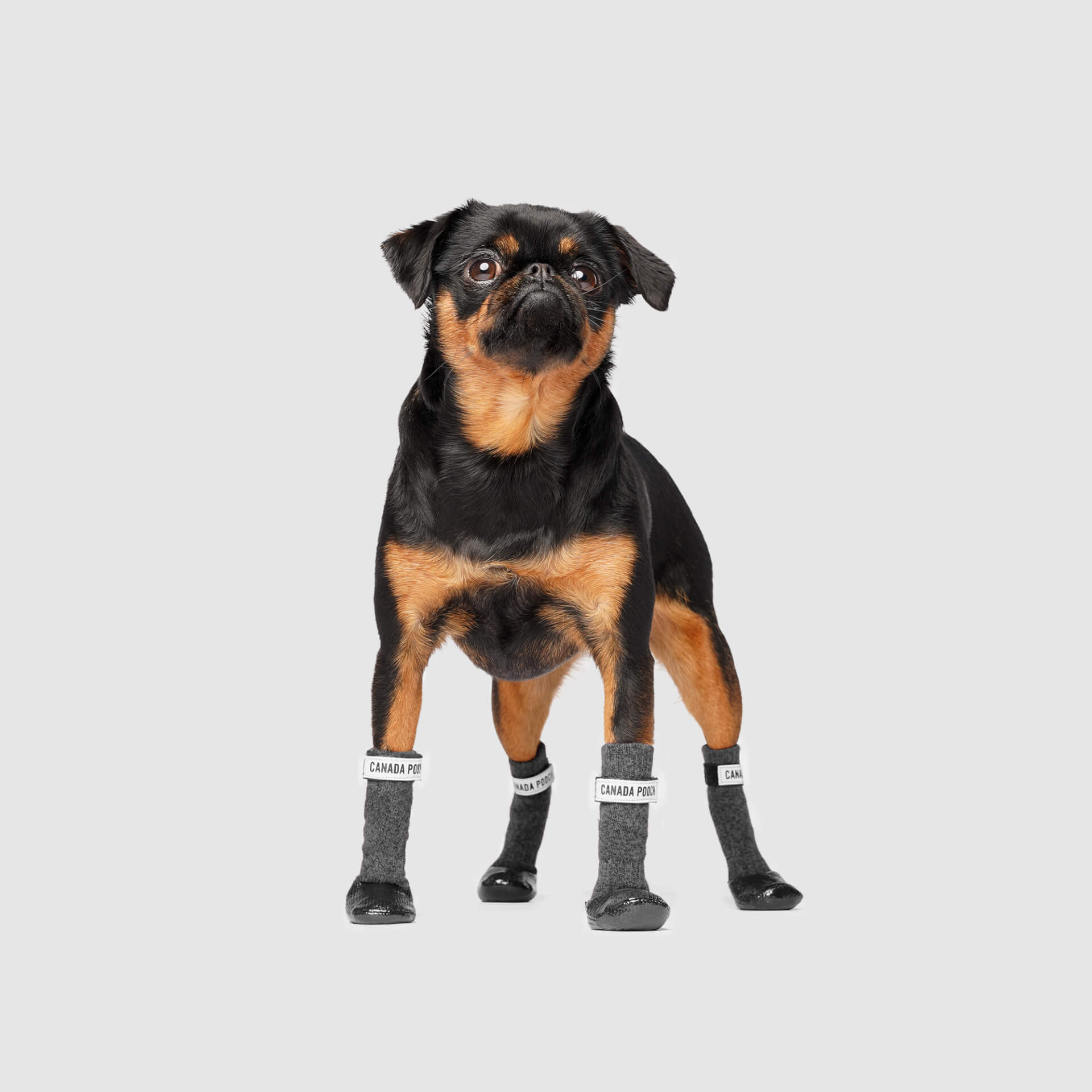 dog sock boots