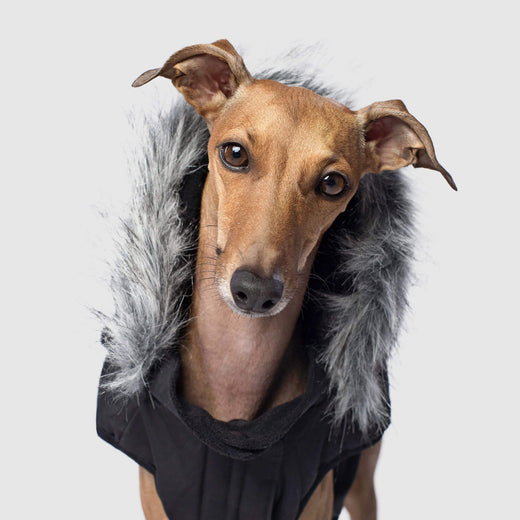 Everest Explorer Warm Fur Dog Vest | Canada Pooch