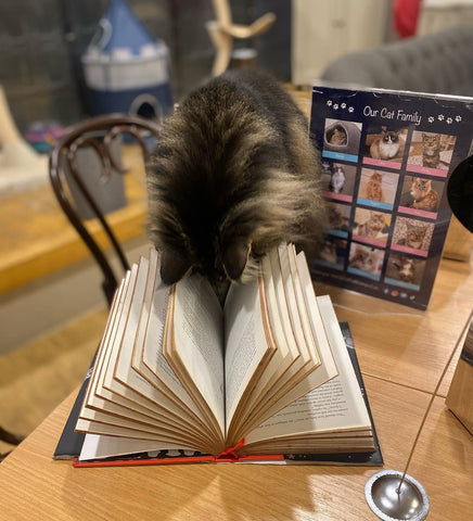 A cat on a table in a cafe with it's head in the pages of a book