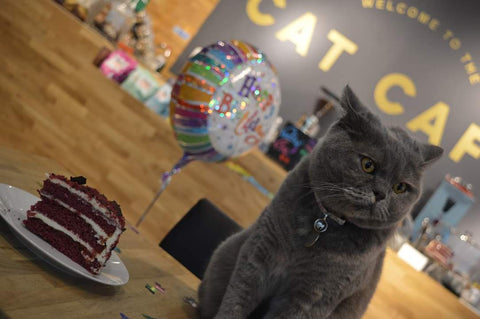 A Purrfect Way To Spend My Birthday: Afternoon Tea at Bedford Cat Cafe