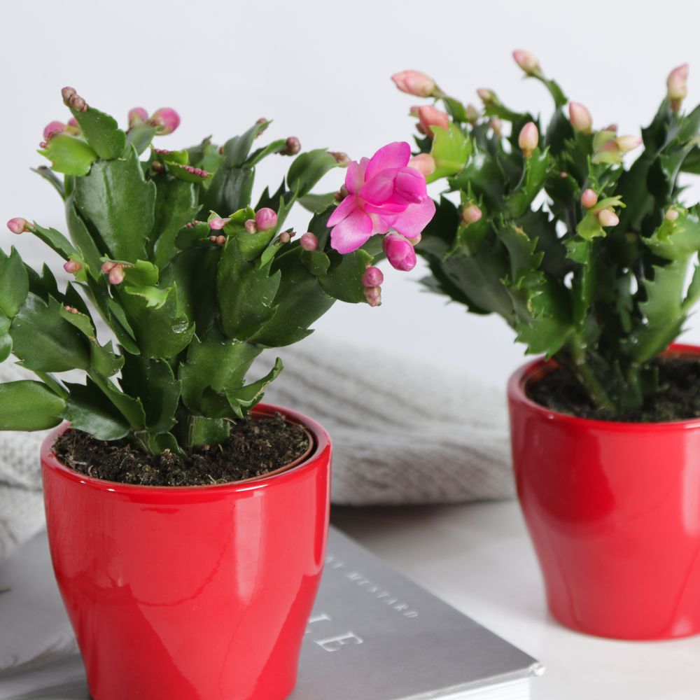 Christmas Cactus Trio