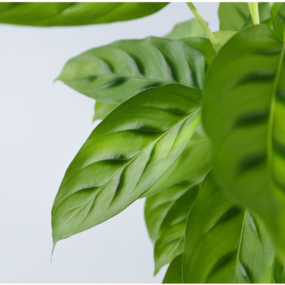 Calathea Leopardina