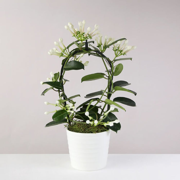 Stephanotis Planter