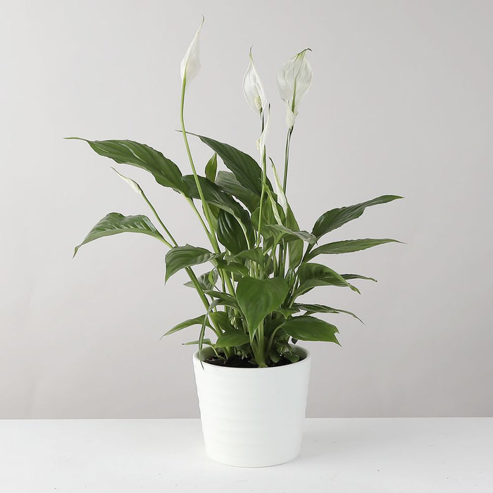 Peace Lily plant in White Ceramic Pot
