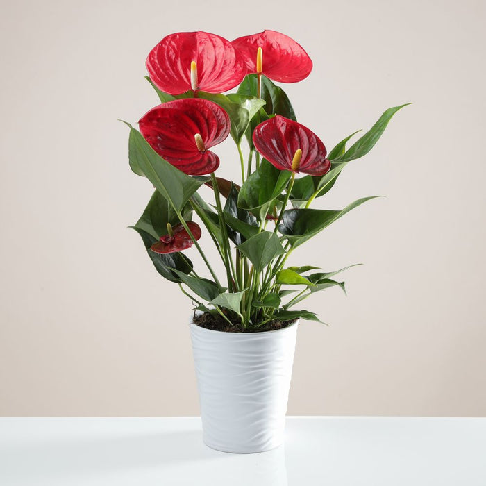 Red Anthurium