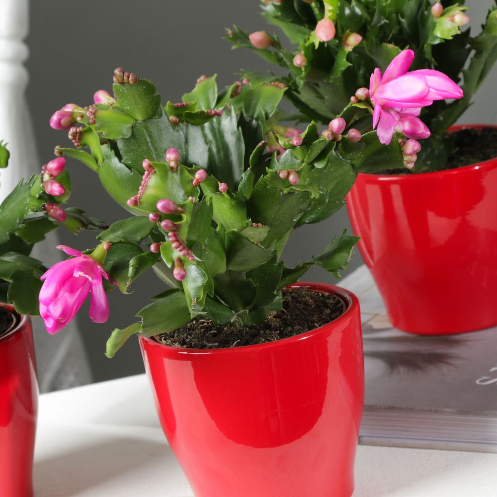 Christmas Cactus Trio