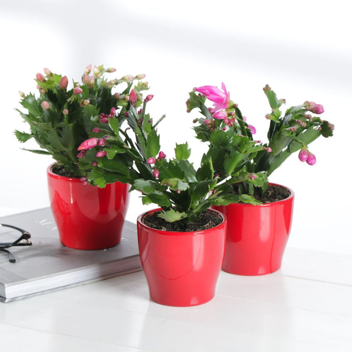 Christmas Cactus Trio