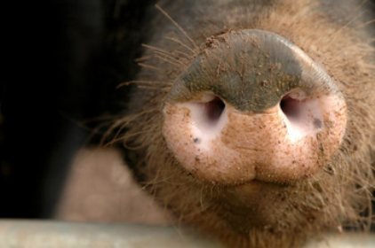 comment trouver des truffes avec un cochon ?