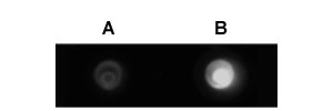 Fluorescent silver nanoparticles vs fluorescent gold nanoparticles