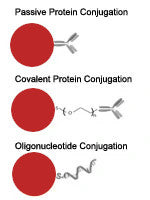 Gold Nanoparticle Conjugation Image