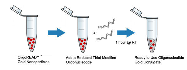 Conjugation of Oligonucleotides to Gold Nanoparticles - Schematic image