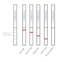 Conjugation QC Lateral Flow Dipstick Kit