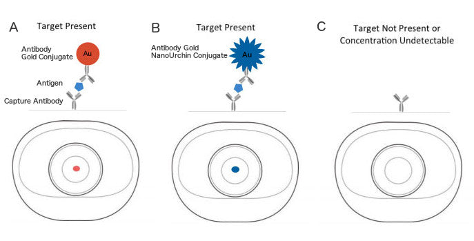 Vertical Flow Assay Schematic