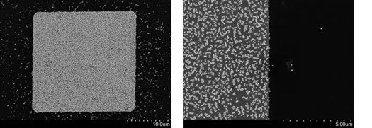 Biotin gold nanoparticles binding to an avidin-coated surface